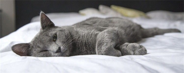 猫肾衰竭的症状有什么 猫咪会出现排便异常