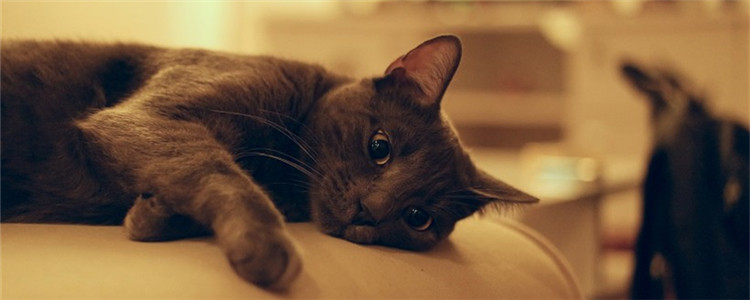 猫咪喜欢抓沙发怎么办 四个方法改正猫恶习