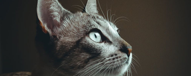猫会抑郁吗 你的猫可能正饱受抑郁折磨