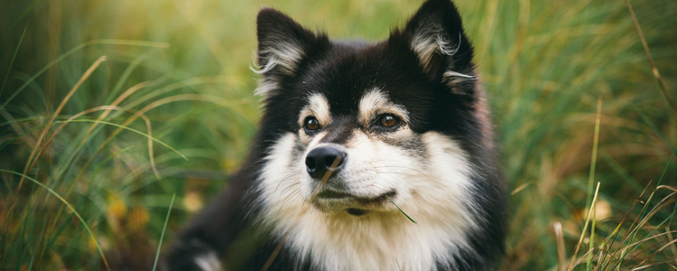 阿拉斯加总是有很多眼屎 警惕黄绿色眼屎或是犬瘟！