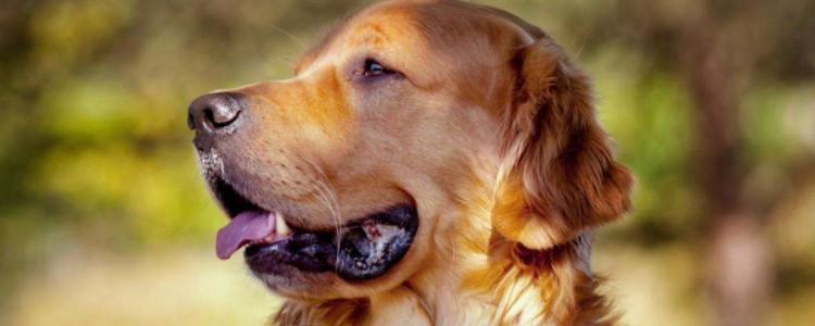 为什么狗狗喜欢咬纸巾 可能和异食癖有关
