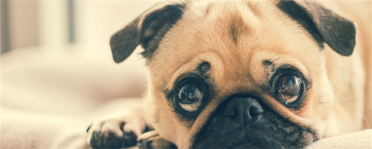 狗狗发烧的症状有哪些 如何缓解狗狗的发热症状