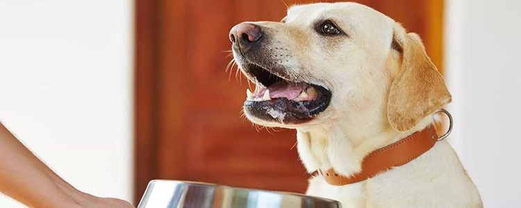 狗狗胃病有哪些症状 狗狗易患的四种胃病全分析