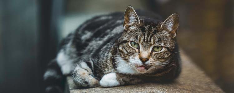 猫得了乳腺癌怎么办 猫咪也会得乳腺癌？