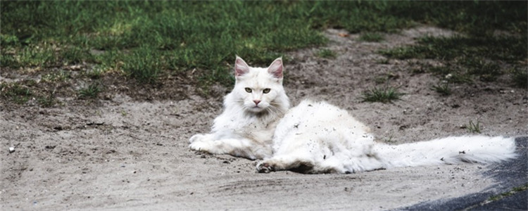 为什么猫毛没有光泽 给猫频繁洗澡真的好吗