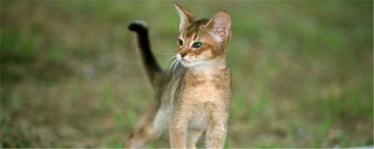 阿比西尼亚猫是什么 阿比西尼亚猫是古埃及神猫吗