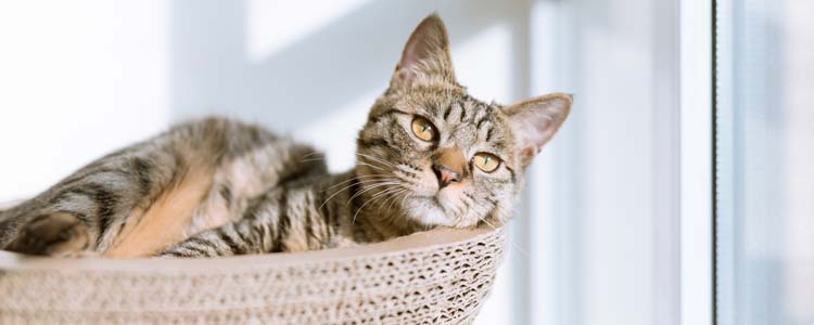 猫咪尿路结石怎么治疗 是什么引起猫咪尿路结石