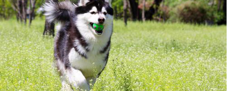 狗狗厌食是什么原因 缺少运动狗狗会厌食猎犬每天最少跑5KM