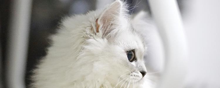白猫头顶有黑毛是啥猫 可能是民间传说中的“印星猫”哦