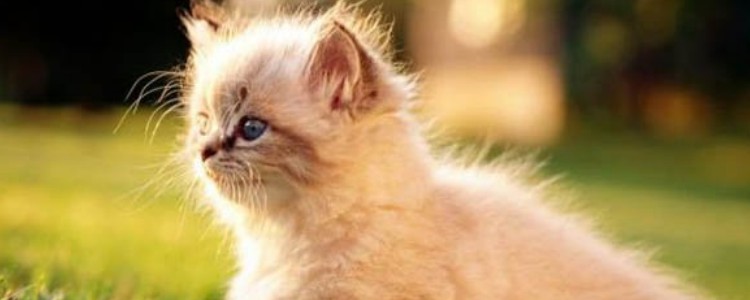 怎么判断猫咪子宫蓄脓 知道子宫蓄脓对猫咪多严重吗？
