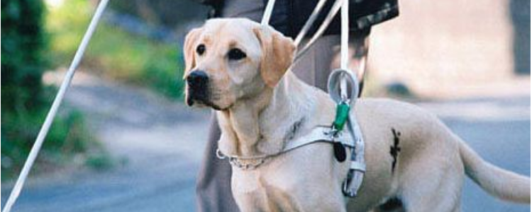 导盲犬小q是什么犬 拉布拉多的温顺有更多人喜爱！