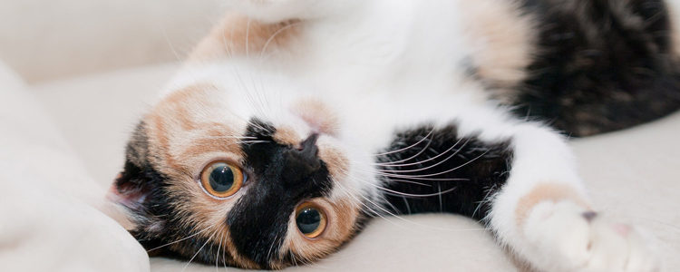 猫眼睛上面毛稀疏发红 可能是皮肤病!