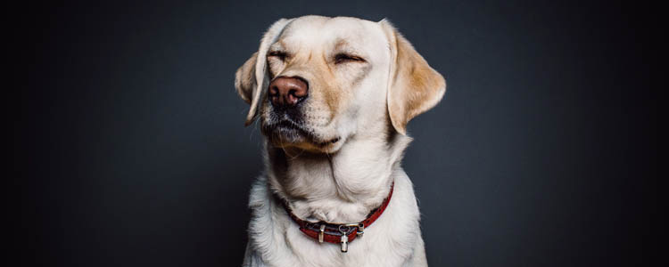 训练狗狗注意事项 训练中的狗狗更能读懂你的语气和音调