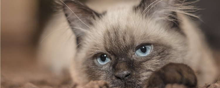 猫第三眼睑能自愈吗 第三眼睑外露是病吗