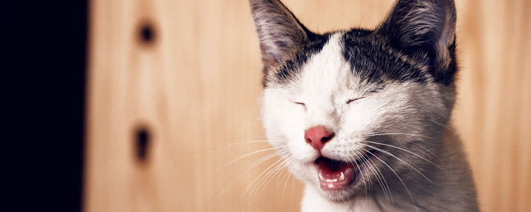 猫突然一抽一抽大喘气 可能比哮喘还要危险!