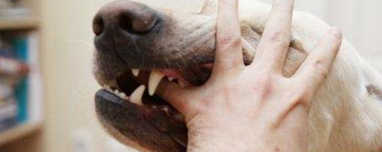怎么训练狗狗不咬人 你的话对狗狗来说有效吗？