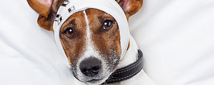 狗狗感冒了怎么办 狗狗感冒了自己治靠谱吗？
