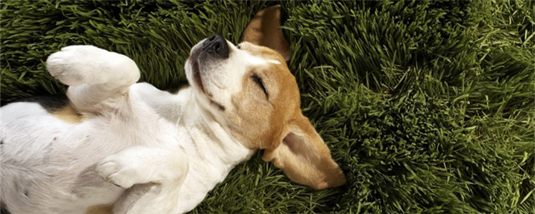 狗的睡姿说明什么 你家的狗狗喜欢哪样睡觉呢