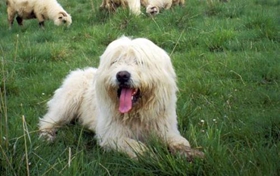 波兰低地牧羊犬常见皮肤病有哪些