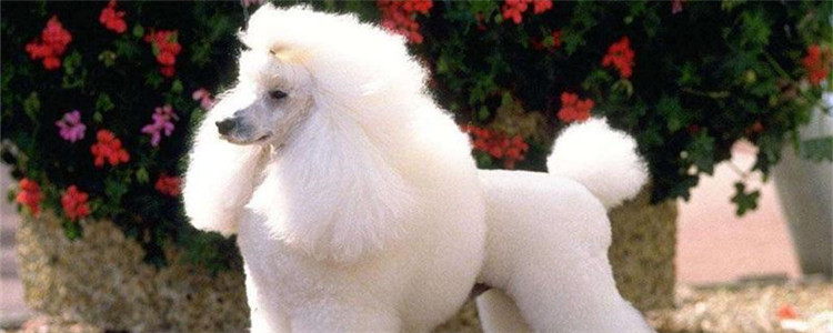 卷毛狗是什么品种 卷毛狗其实是贵宾犬