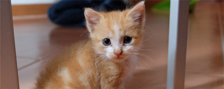 三个月的小猫吃多少克猫粮 影响喂食量的因素有哪些