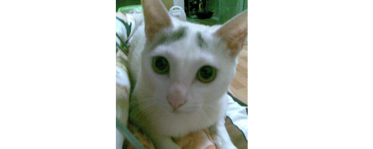 白猫头顶有灰毛的是什么猫 就是普通的串串猫