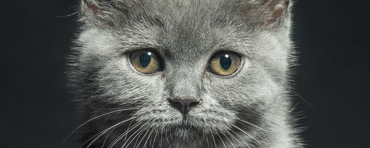 灰猫什么品种 明明是灰色为什么要叫蓝色？