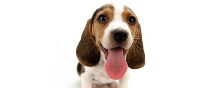 狗双排牙哪排是乳牙 如何预防狗狗双排牙？