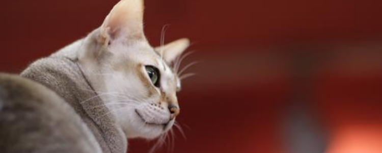 猫绝育前后注意事项 猫绝育对于猫咪的的改变有多大？