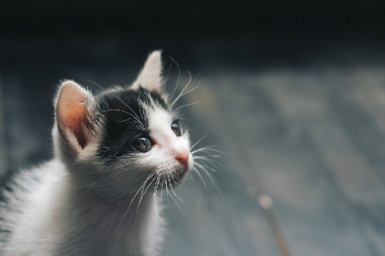 猫鼻子由粉变白 猫咪常见症状治疗
