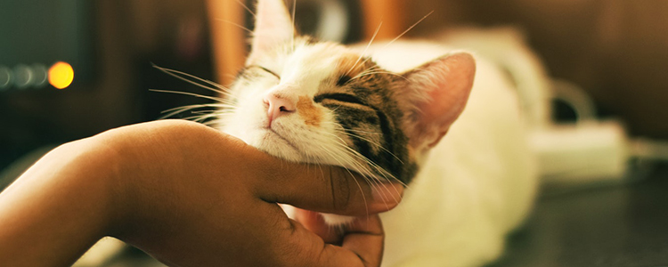 猫三联多久打一次 过度接种小心致恶性肿瘤