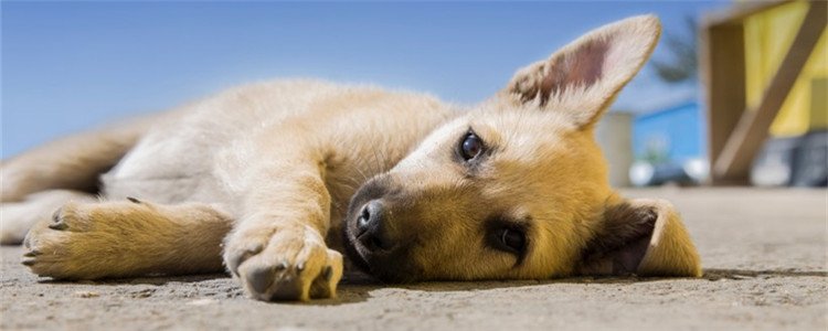 狗狗舔爪子是什么原因 这四种原因你重视过吗