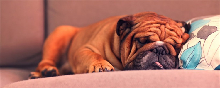 狗狗的睡姿代表什么 狗狗睡姿的意思你知道吗