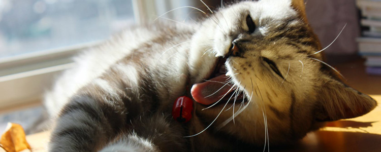 猫咪常见的腹泻原因 猫猫腹泻该怎么办