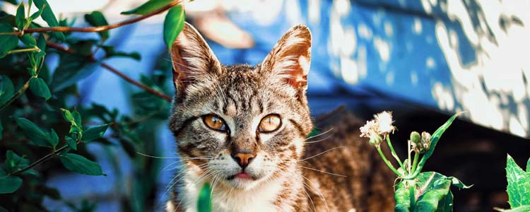 猫角膜炎怎么治疗 猫角膜炎多久能好