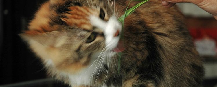 猫异食癖怎么解决 猫异食癖是缺什么吗？