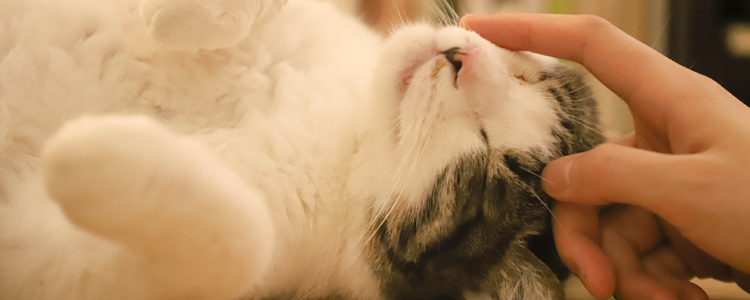 猫喜欢在床上睡觉怎么办 如何让猫养成良好习惯
