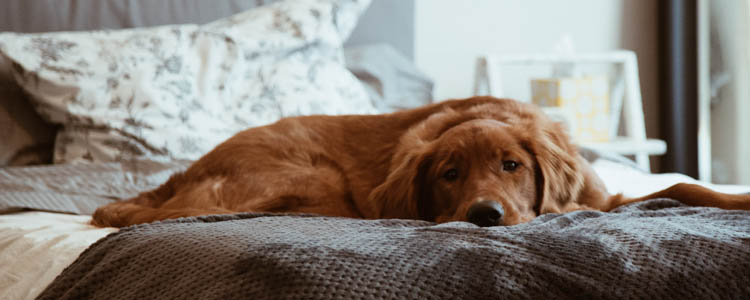 狗狗睡觉呼吸短急促 狗狗呼吸急促是得病了吗