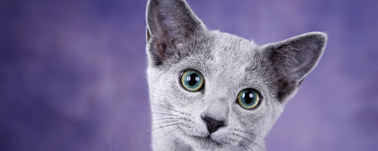 什么是吸猫体质 吸猫体质表现特征