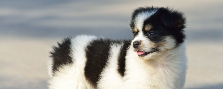 世界上最“危险”的犬种 世界上危险的犬种你中招了吗？