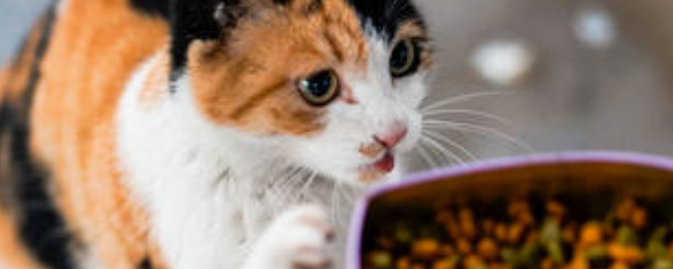 猫喜欢偷吃东西怎么办 该如何教育