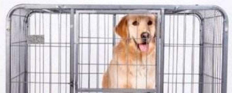 应不应该把狗关笼子里 是否将狗狗关进笼子需求不同！