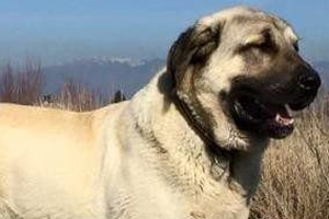 坎高犬的性格怎么样