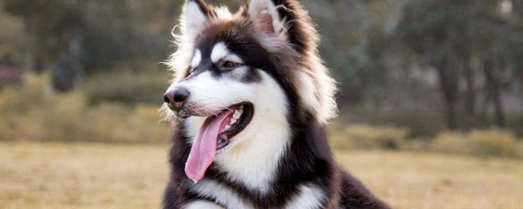阿拉斯加怀孕的特征 狗狗怀孕后的表现有什么