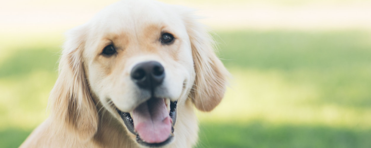 狗为什么对人类忠诚 从基因告诉你答案