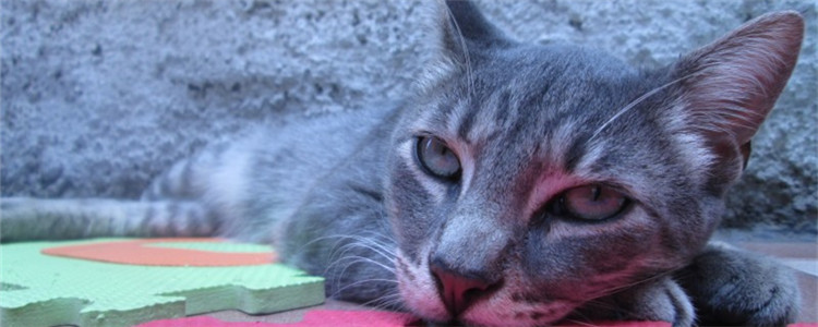 口炎是什么 猫咪得了口炎的症状你知道吗