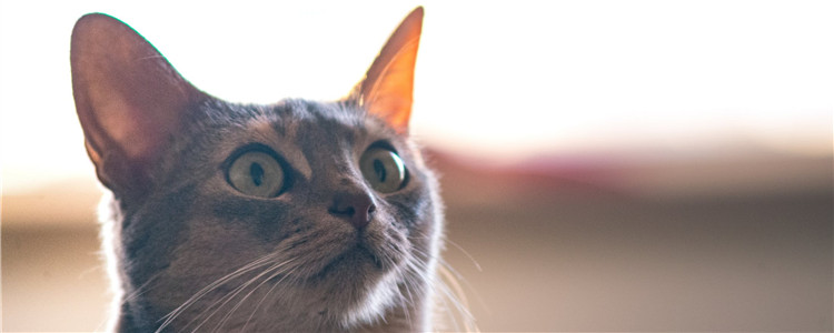 猫薄荷是什么 猫薄荷对猫有什么作用