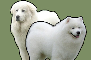 大白熊犬和萨摩耶区别