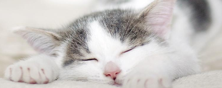 猫感冒怎么办 猫咪感冒你知道如何恢复吗