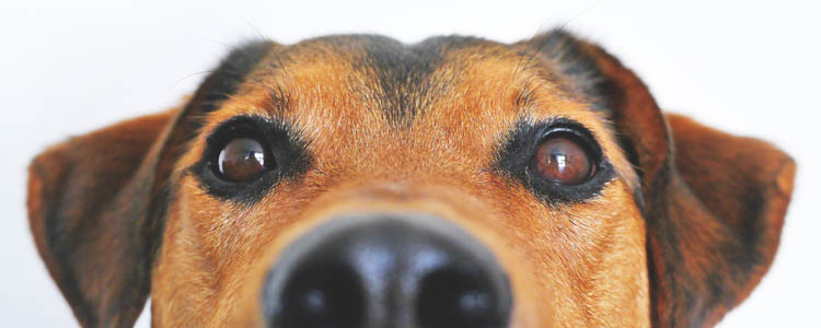 狗鼻子干怎么回事 狗鼻子干是不是狗狗生病了